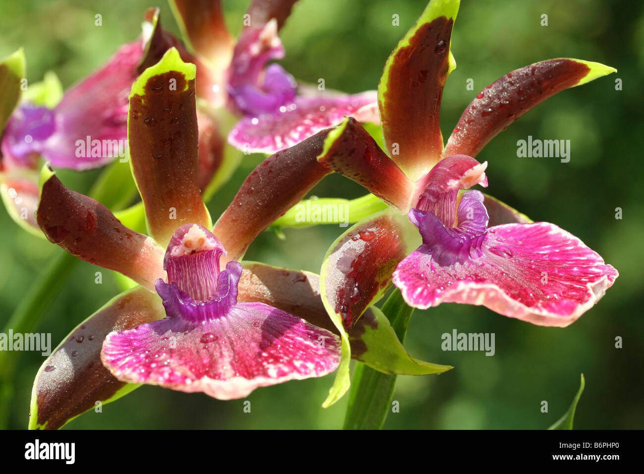 Orchid Zygopetalum hybr Stock Photo