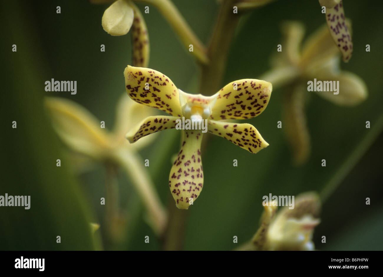 Anacheilium vespa orchid, Inca Trail, Peru Stock Photo