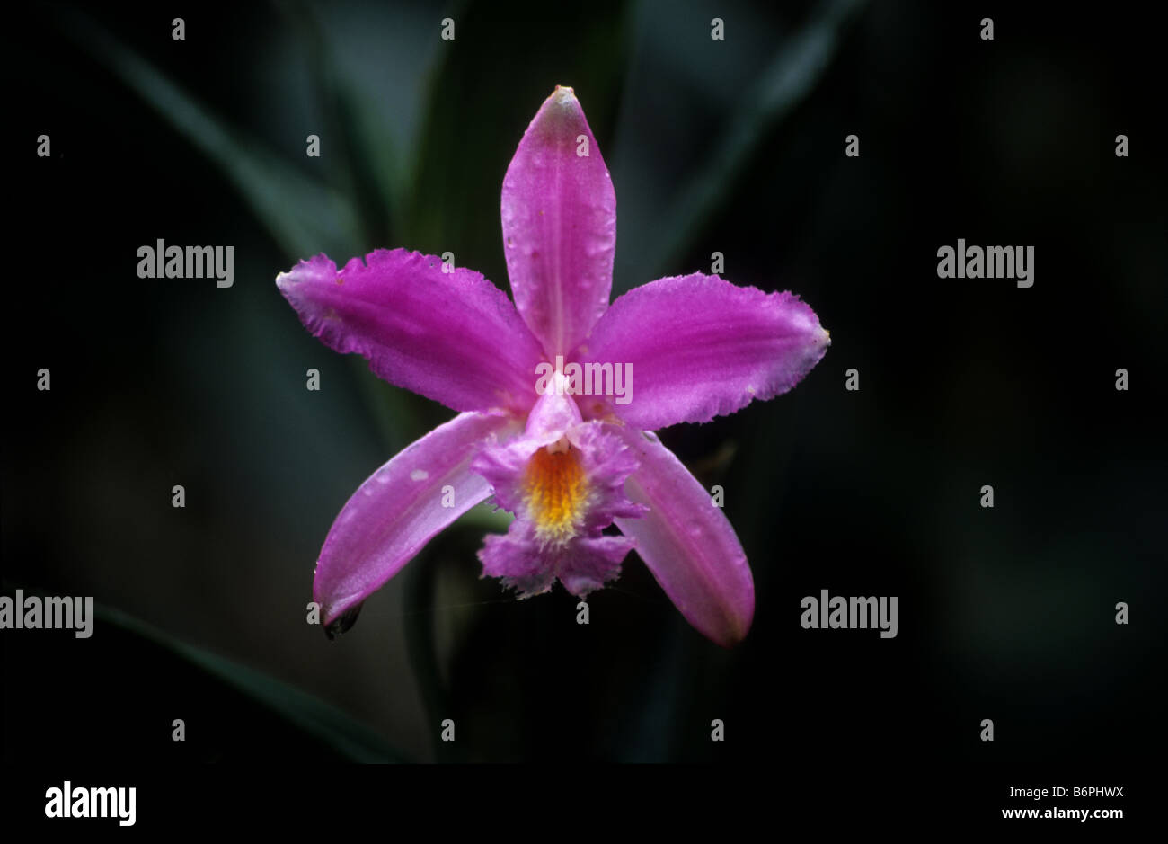 Sobralia species orchid, Inca Trail, Peru Stock Photo
