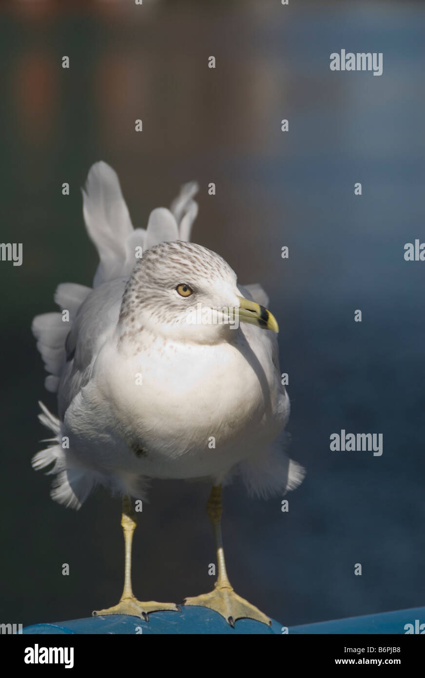 American Herring Gull Stock Photo Alamy
