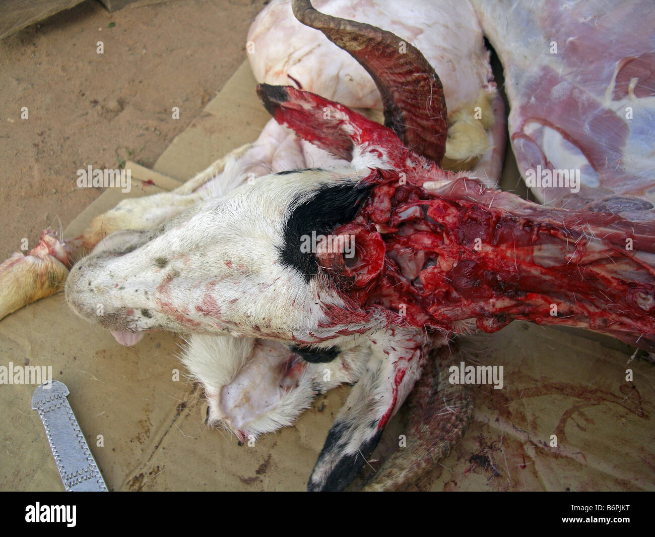 Tabaski or Eid Al Adha. The slaughter of a goat in a ritual sacrifice.The Gambia, West Africa. Stock Photo