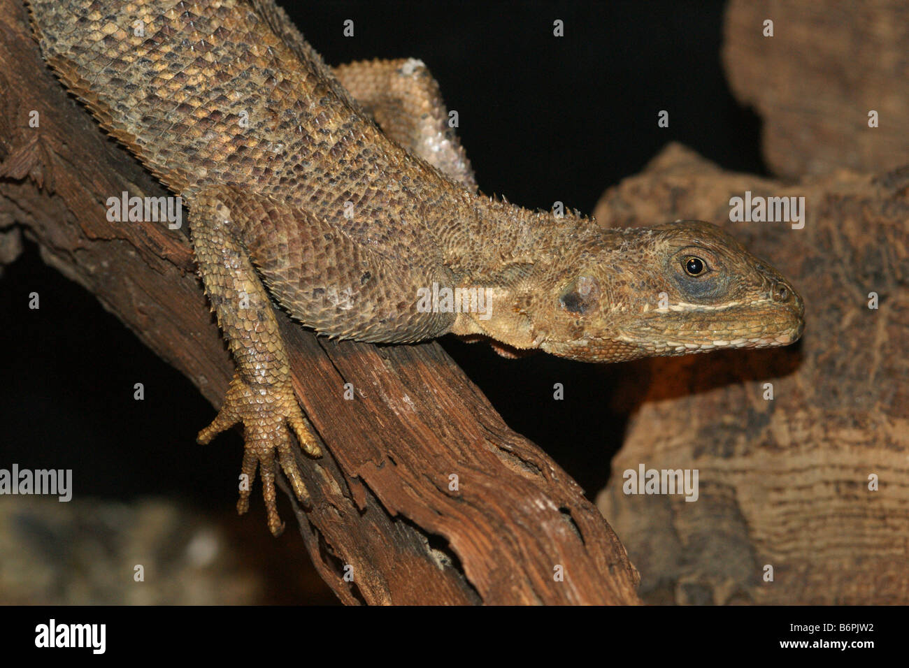 Lizard headshot Stock Photo