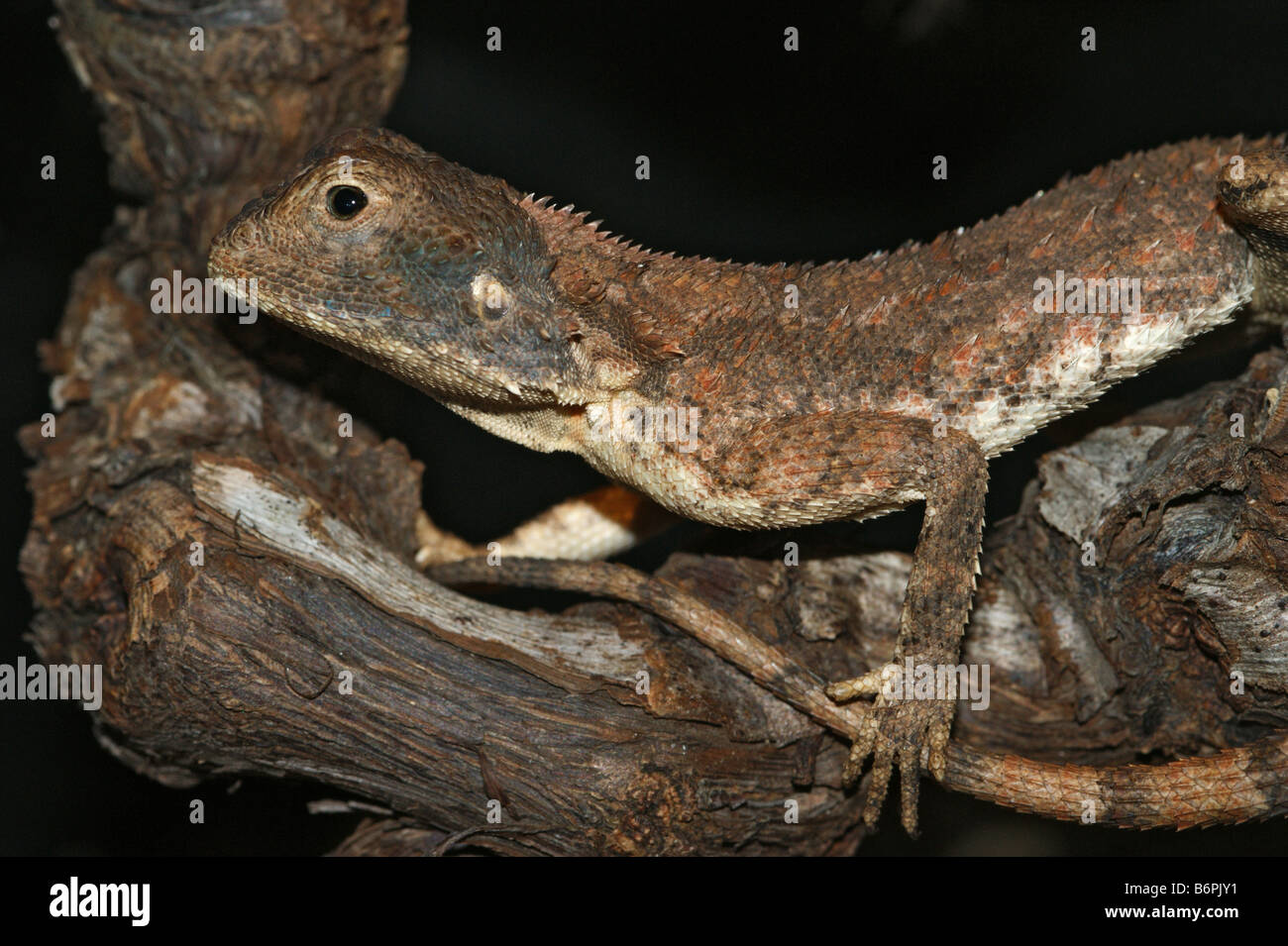 Agama aculeata Distant's spiny agama Ground Agama Stock Photo Alamy