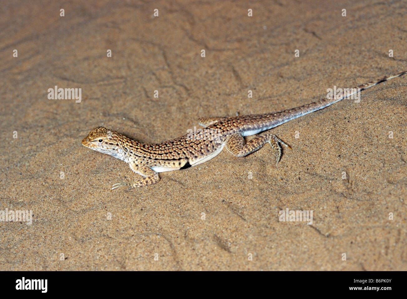 Sonoran Desert Fringetoed Lizard Uma notata Stock Photo Alamy