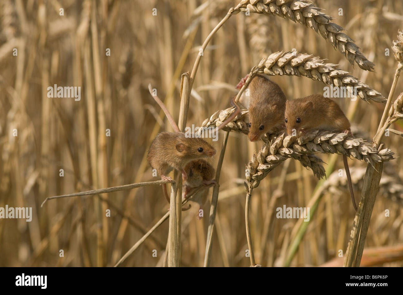Harvest Mice(microtus minutus)group in crops. Stock Photo