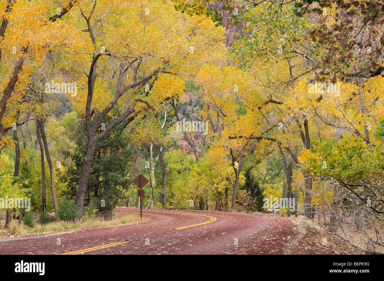 Peak autumn colors along the Zion Canyon Scenic Drive in Zion National Park Utah Stock Photo