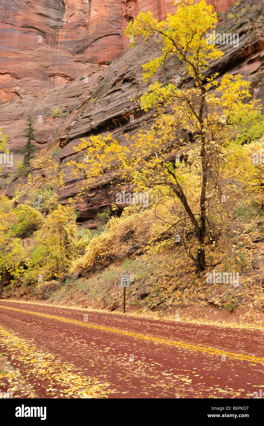 Peak autumn colors along the Zion Canyon Scenic Drive in Zion National Park Utah Stock Photo