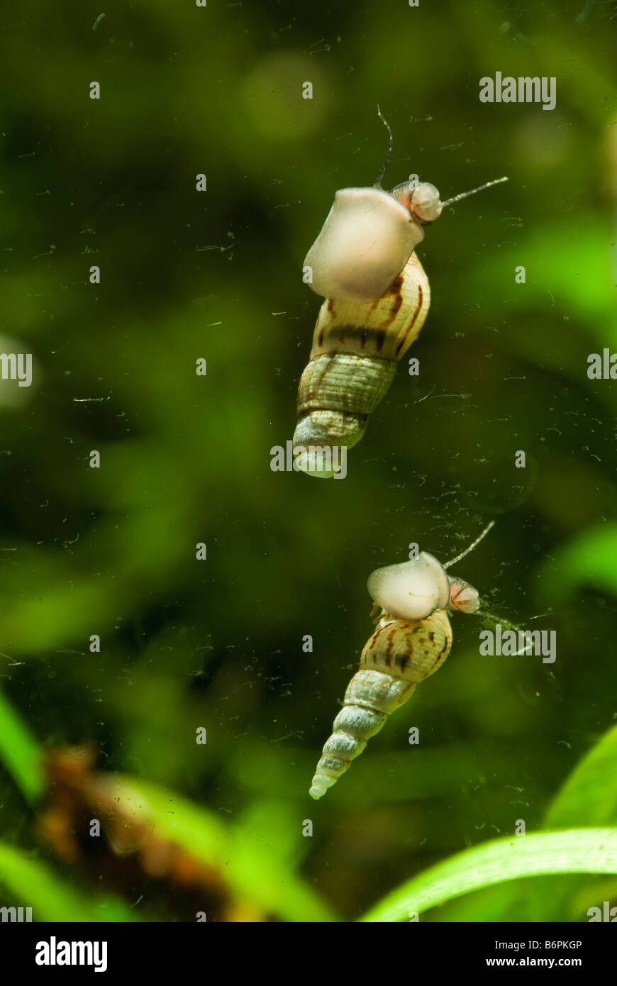 Melanoides hi-res stock photography and images - Alamy