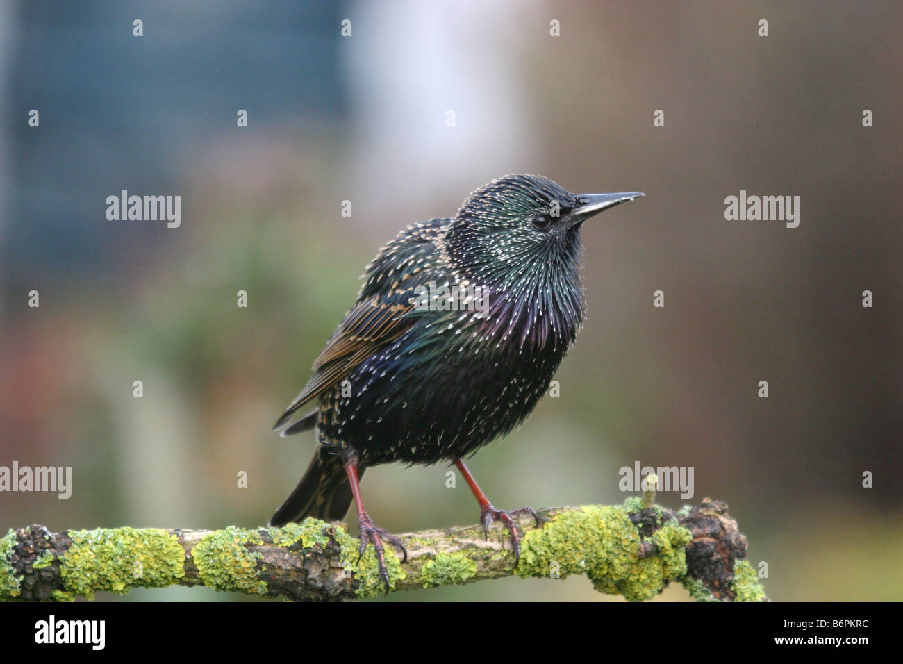 Starling sturnus vulgaris perched on lichen covered log Stock Photo
