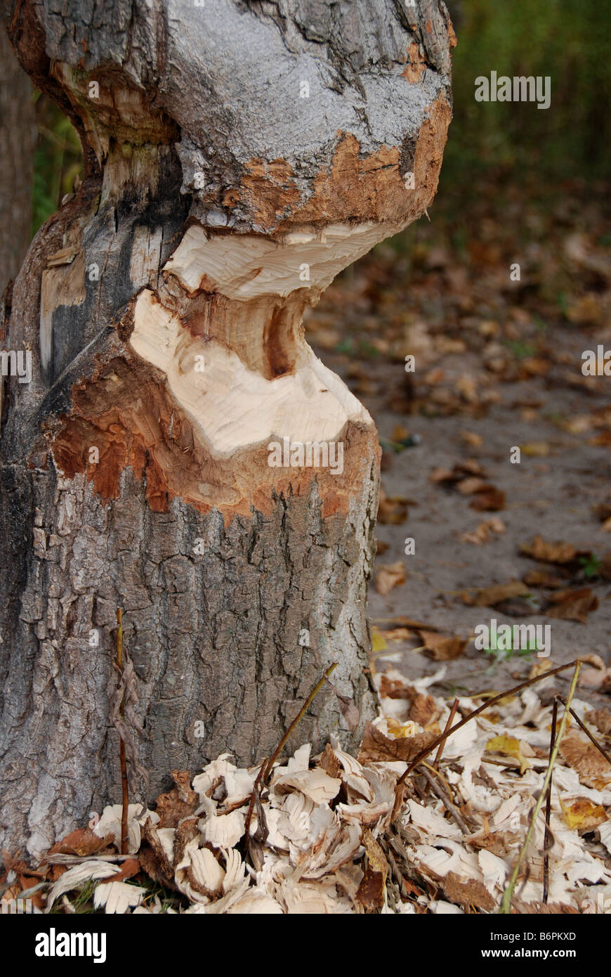 Beaver damage on a tree trunk Stock Photo Alamy