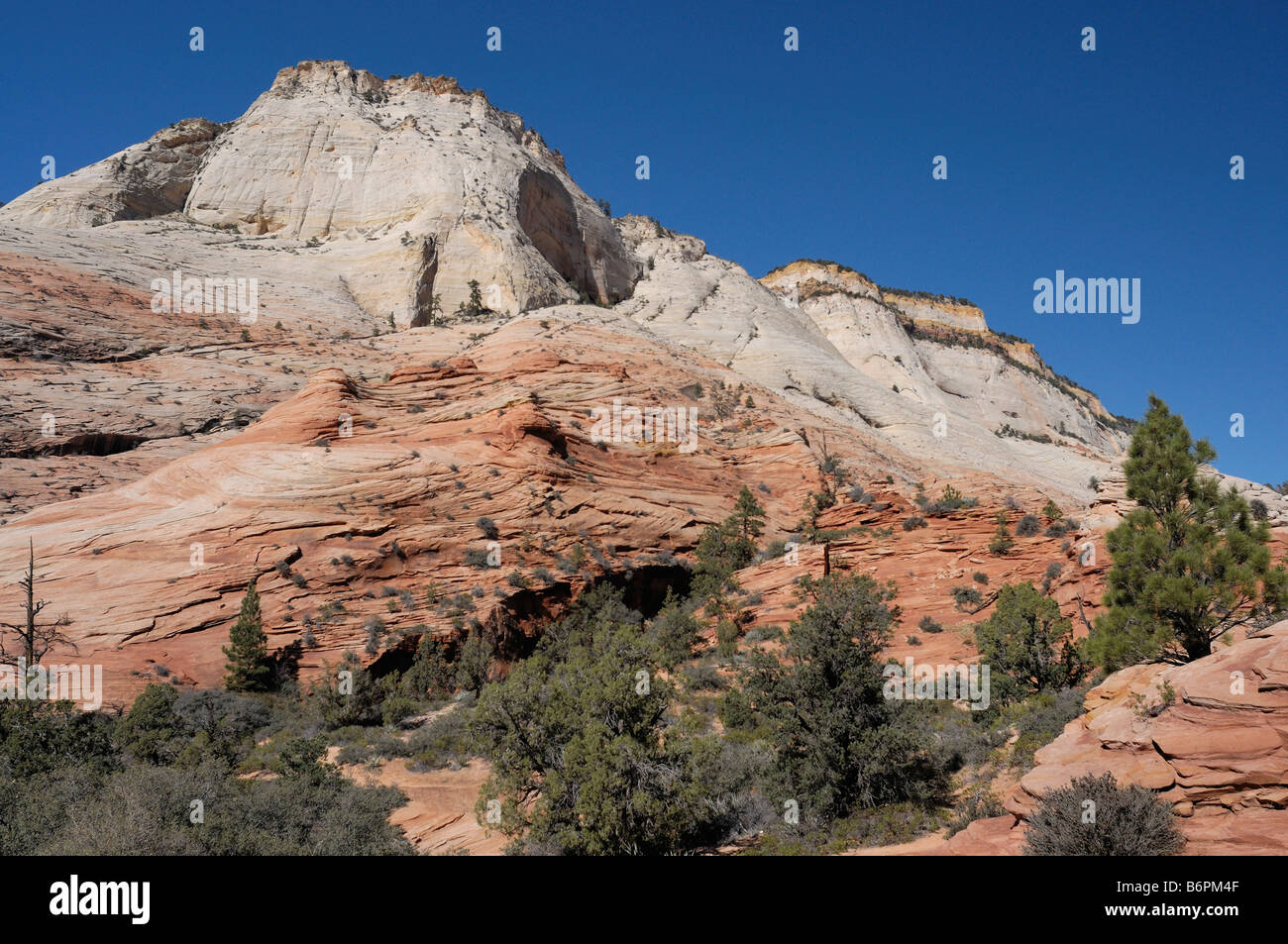 Typical layered Navajo and Kayenta sandstone formation with pine trees along Highway 9 in Zion National Park Utah Stock Photo