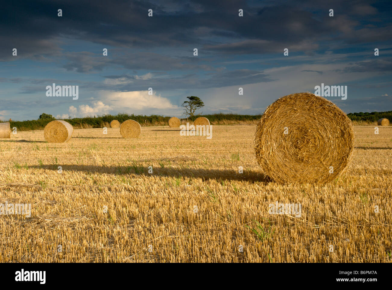 Straw bales in a field Stock Photo Alamy