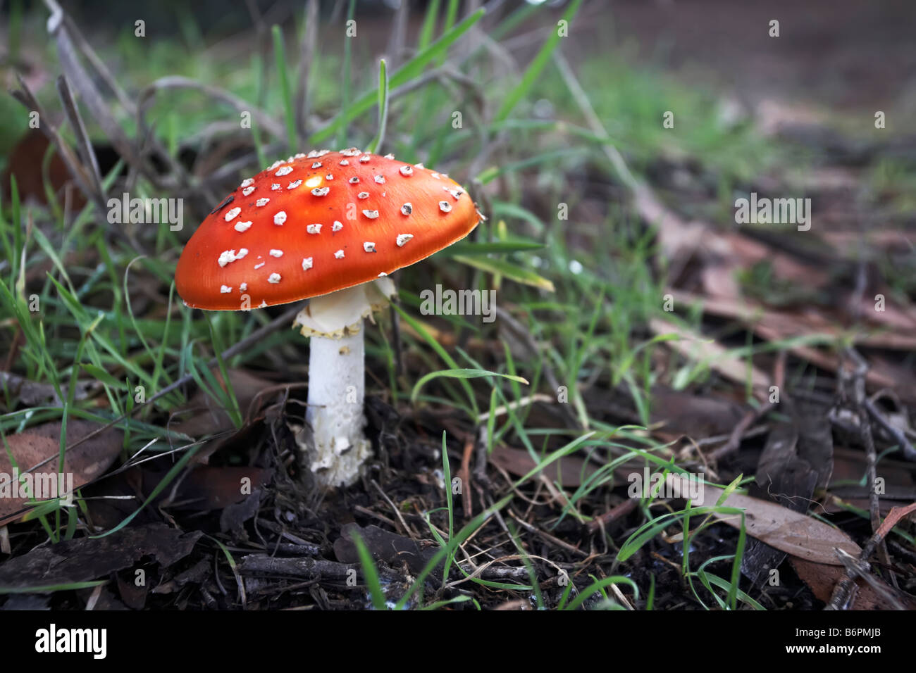 Bitter Bolete Mushroom Stock Photo Alamy