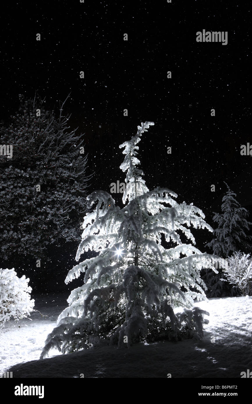Back lit cedar tree at night with snow falling Stock Photo