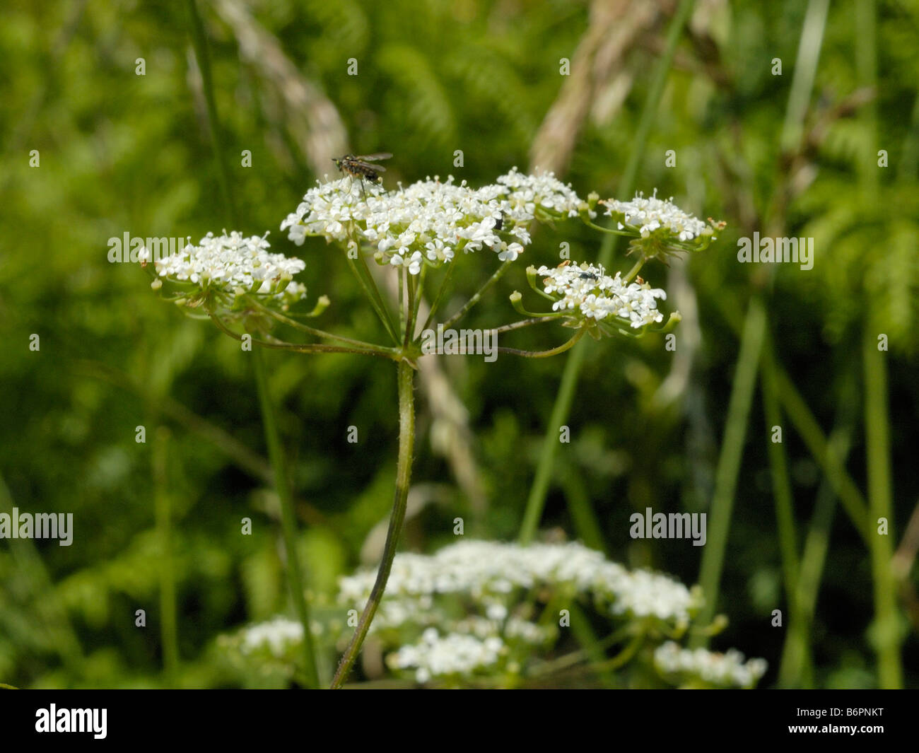 Rough Chervil, chaerophyllum temulum Stock Photo - Alamy