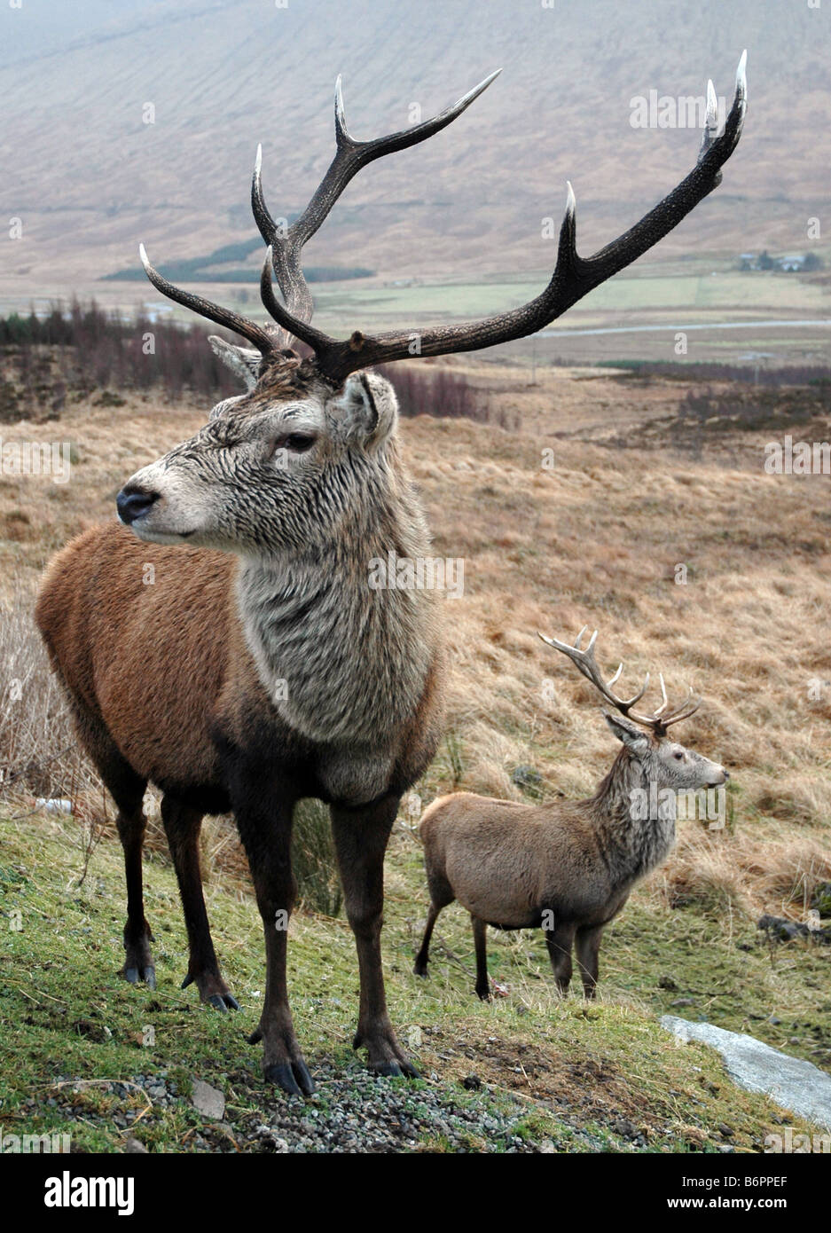 Scottish Deer Mountains Hi res Stock Photography And Images Alamy