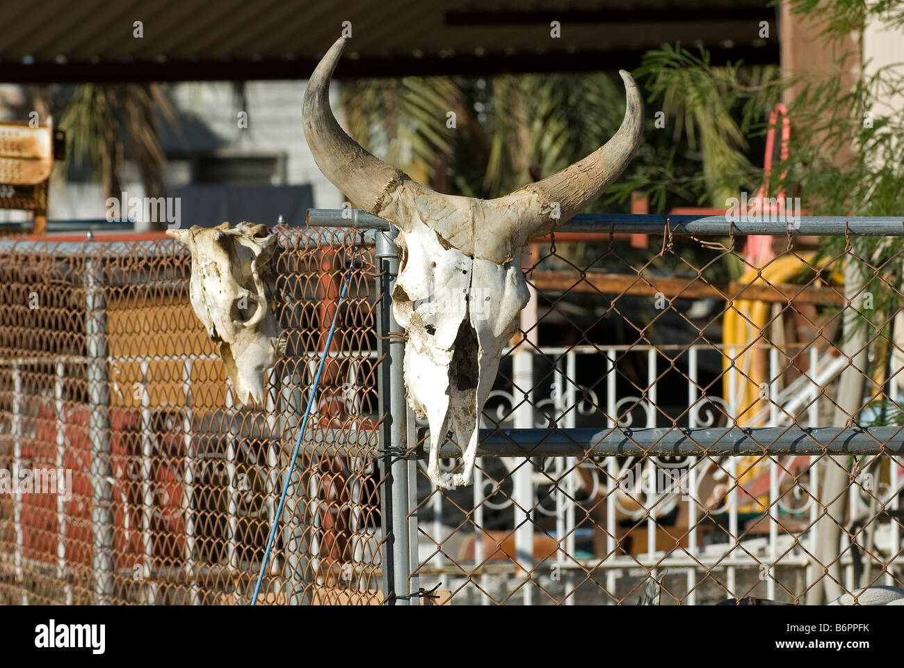 Steer scull with horns hanging on fence, Salton Sea Beach, Souther California, USA. Stock Photo
