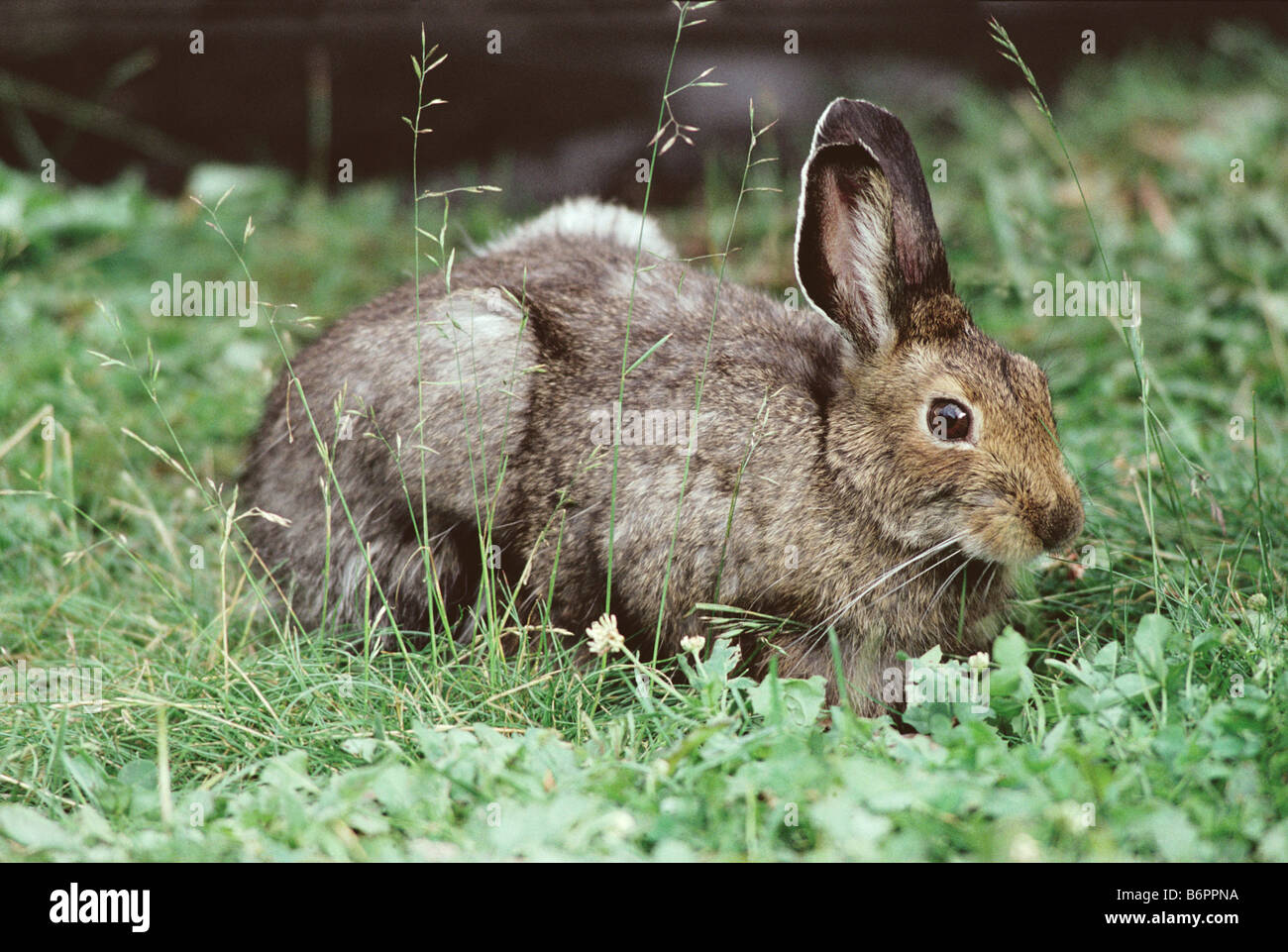 Snowshoe Hare Lepus townsendi Yellowstone National Park WYOMING United