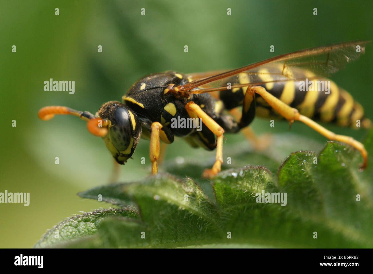 Polistes dominulus - European paper wasp ( green eyed wasp Stock Photo
