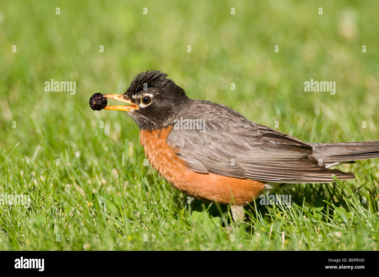 American robin eating hi-res stock photography and images - Alamy