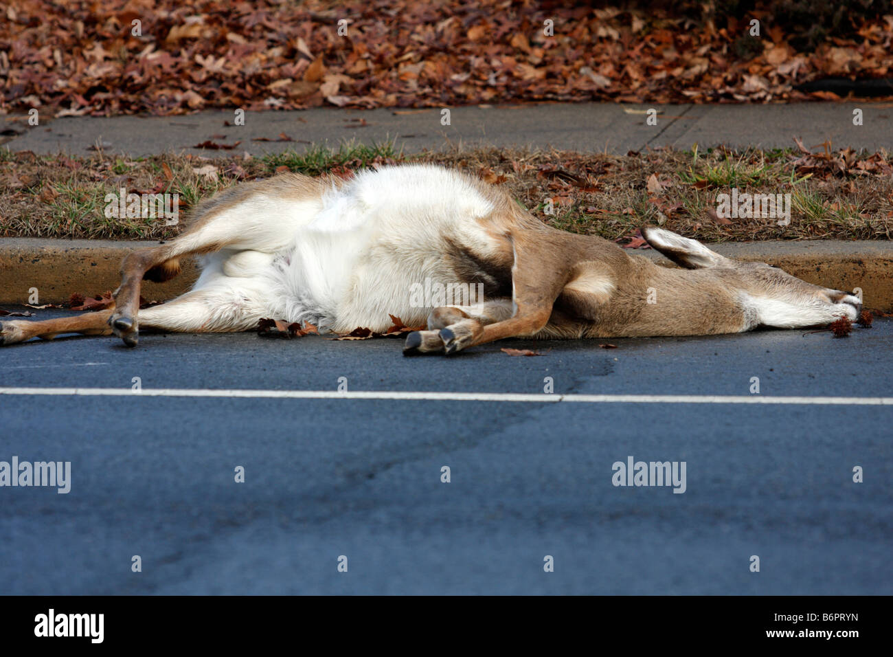 A dead deer hit by a car on the side of the road Stock Photo Alamy