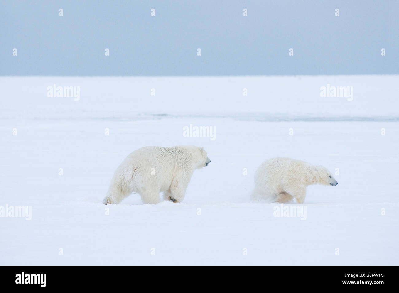 polar bears Ursus maritimus spring cubs plays with a 2 year old bear on the  pack ice off the Arctic Stock Photo - Alamy