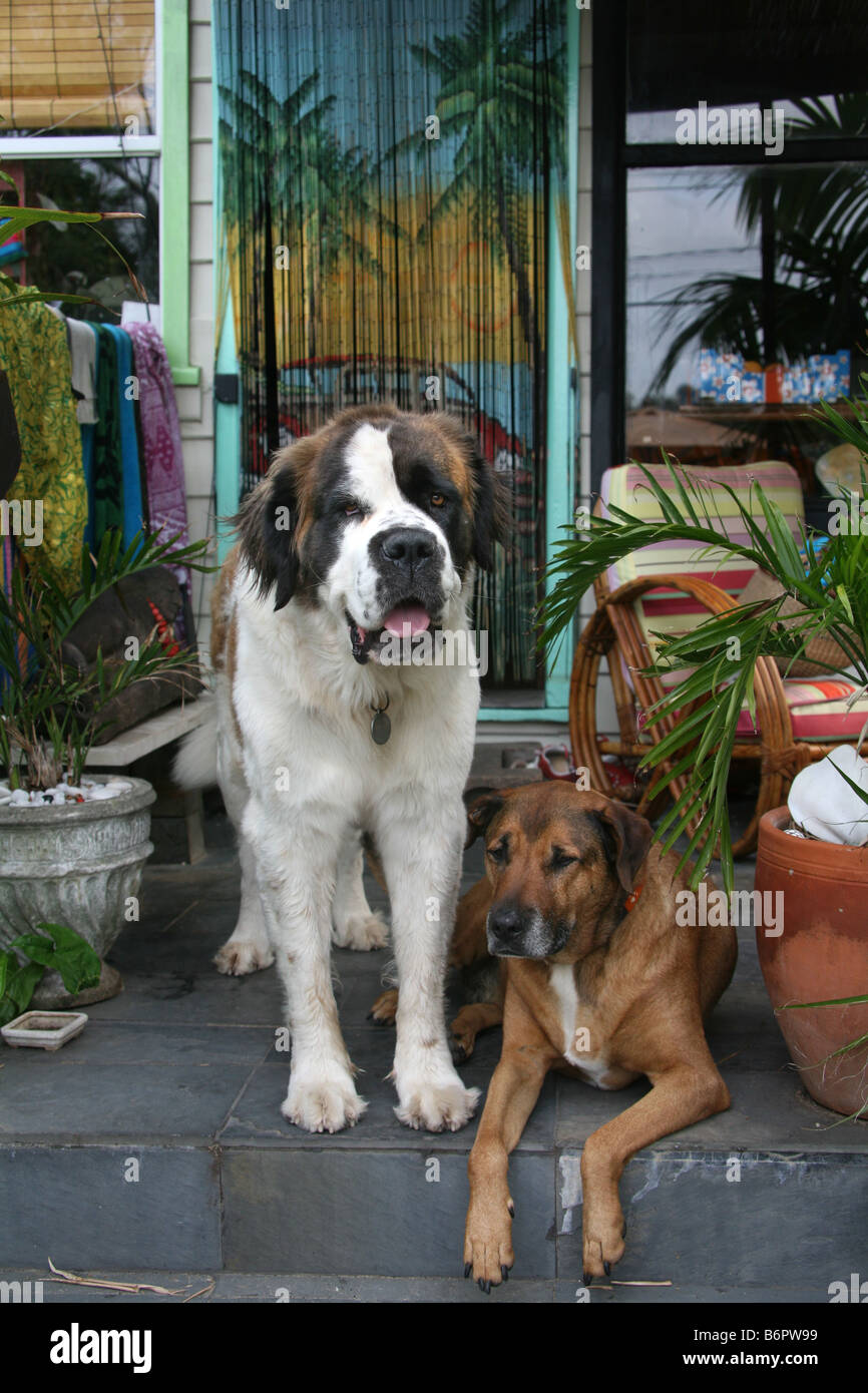 A Saint Bernhard and a Ridgeback relax on the doorstep of a tropical
