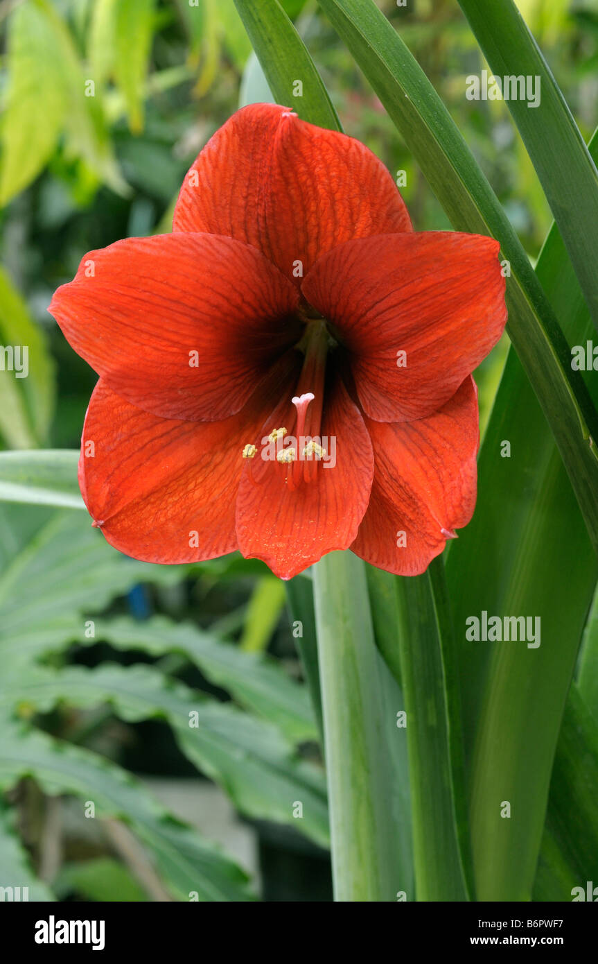 Amaryllis (Hippeastrum sp.), variety: Rembrandt, flower Stock Photo