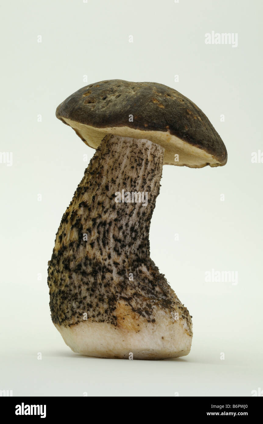 Birch Bolete (Leccinum scabrum), studio picture Stock Photo