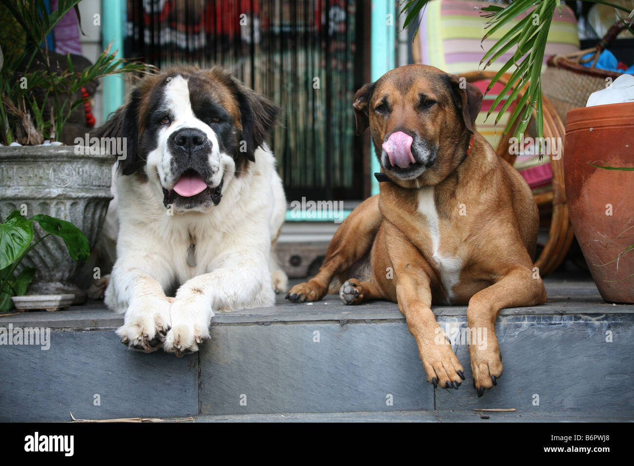 A Saint Bernhard and a Ridgeback relax on the doorstep of a tropical cottage Stock Photo