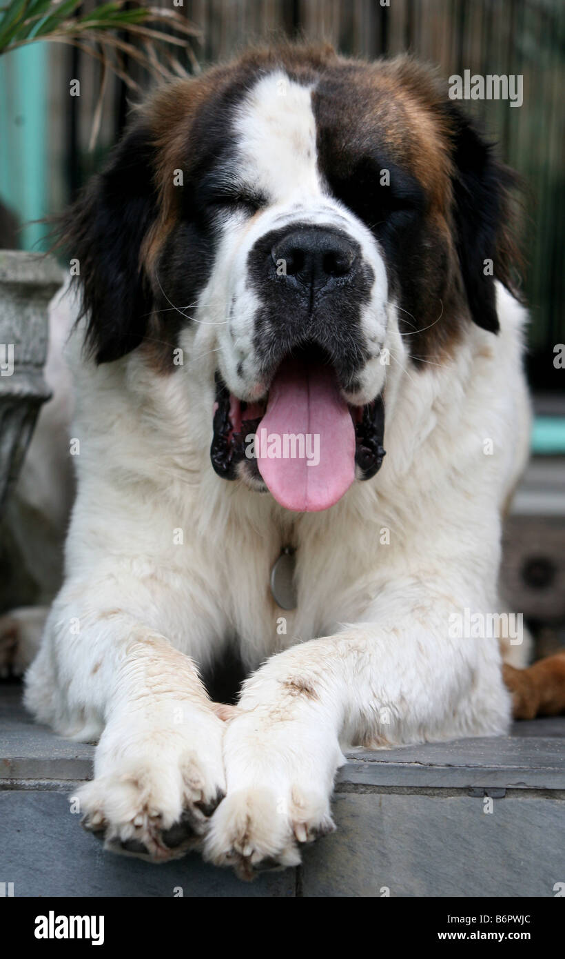 Saint Bernard Dog - Photo - page 21 on