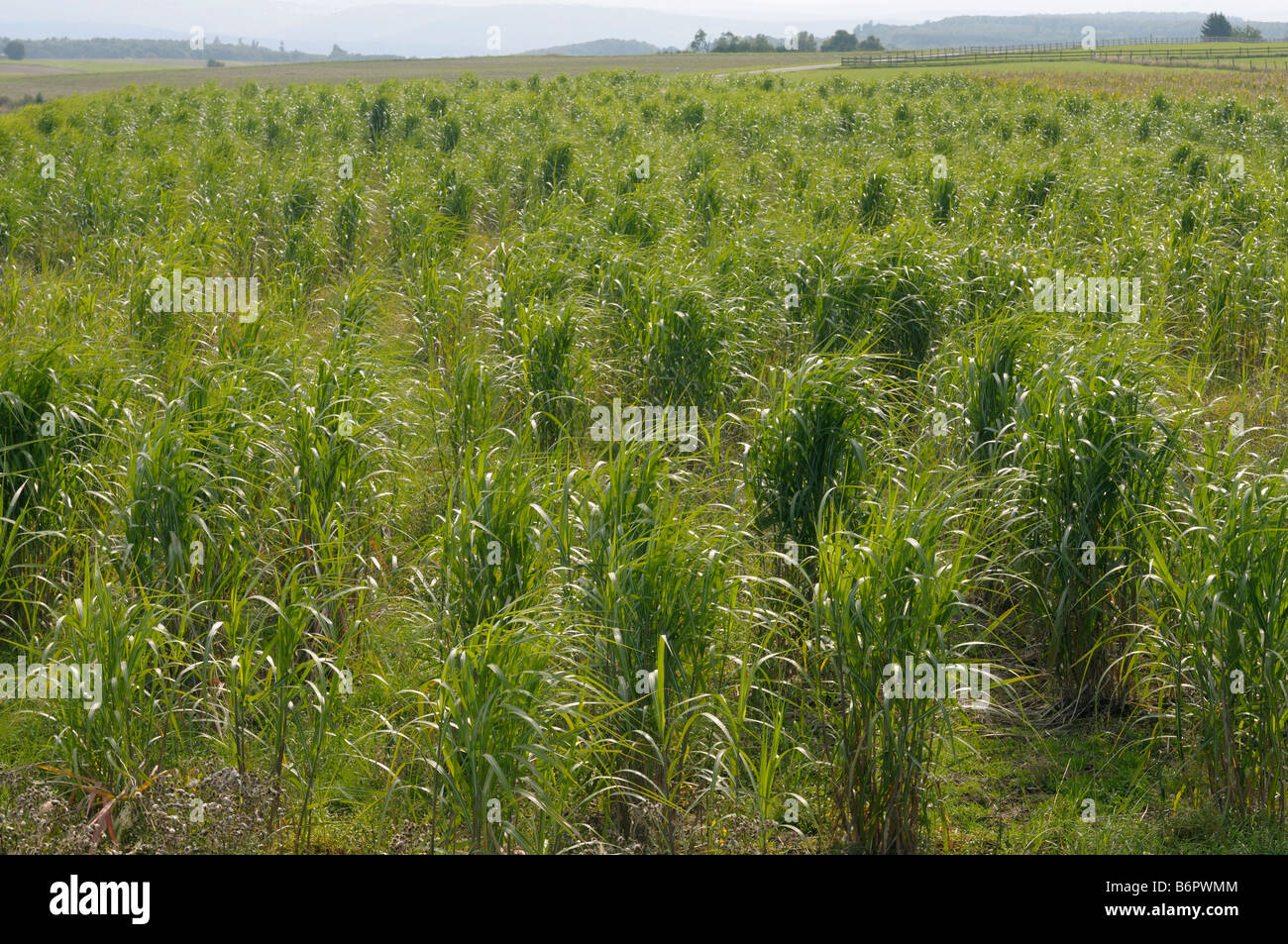 Chinese Silver Grass, Tiger Grass (Miscanthus x giganteus, Miscanthus sinensis giganteus), one year old experimental field Stock Photo
