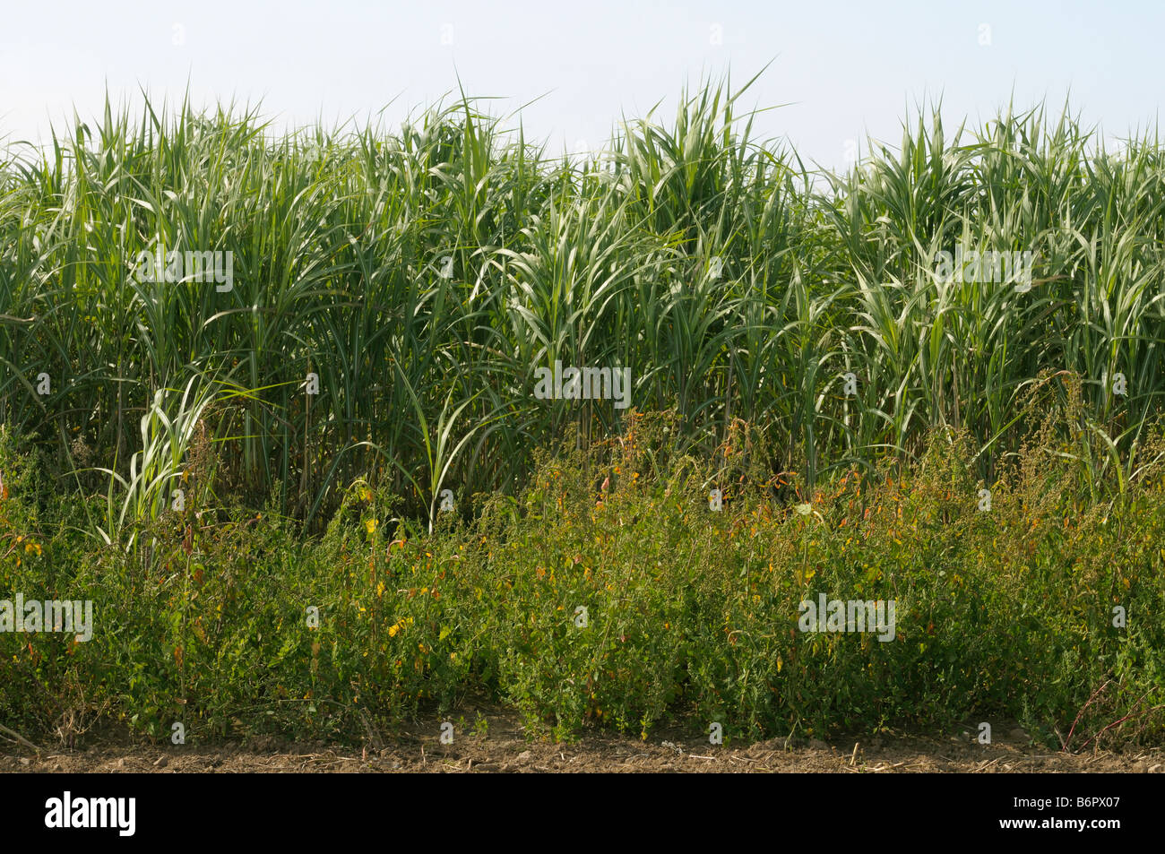 Chinese Silver Grass, Tiger Grass (Miscanthus x giganteus, Miscanthus sinensis giganteus), field with two year old plants Stock Photo