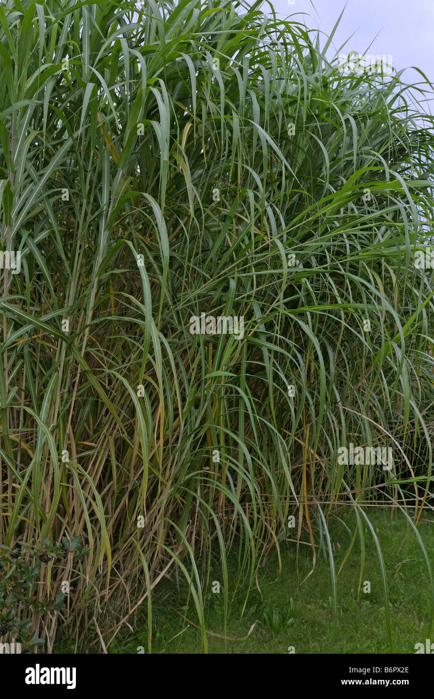 Chinese Silver Grass, Tiger Grass (Miscanthus x giganteus). After the third year the plant reach full size Stock Photo