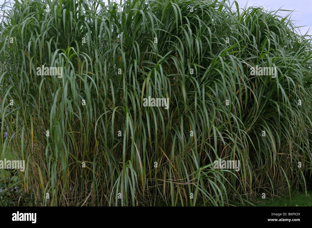 Chinese Silver Grass, Tiger Grass (Miscanthus x giganteus). After the third year the plant reach full size Stock Photo