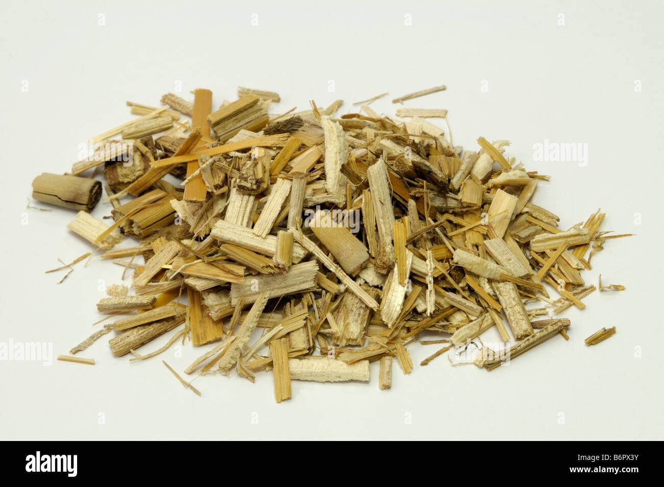 Chinese Silver Grass, Tiger Grass (Miscanthus x giganteus, Miscanthus sinensis giganteus), shredded grass, studio picture Stock Photo