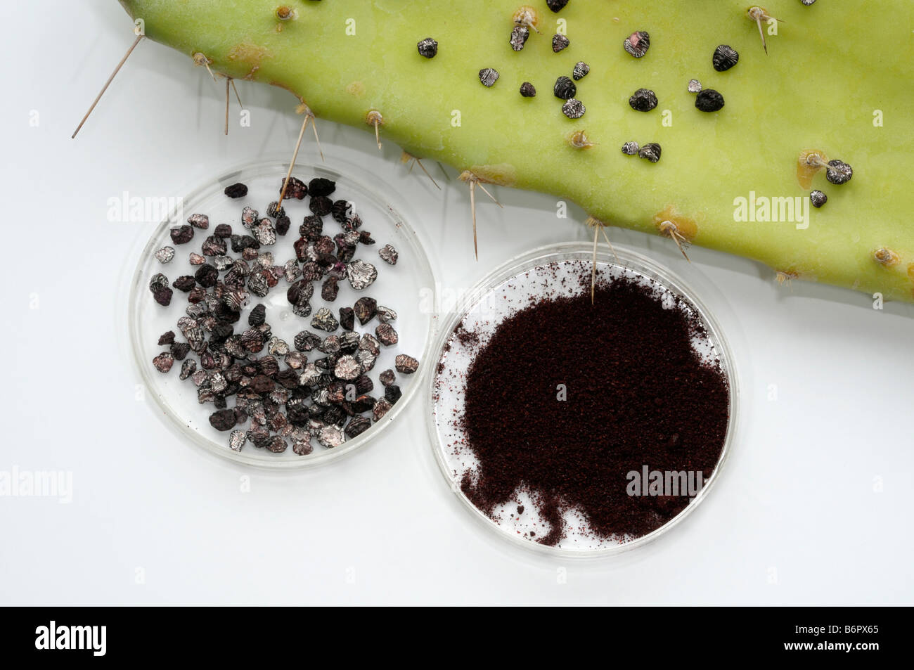 Cochineal insect (Dactylopius coccus). Dried females and powder for color production Stock Photo