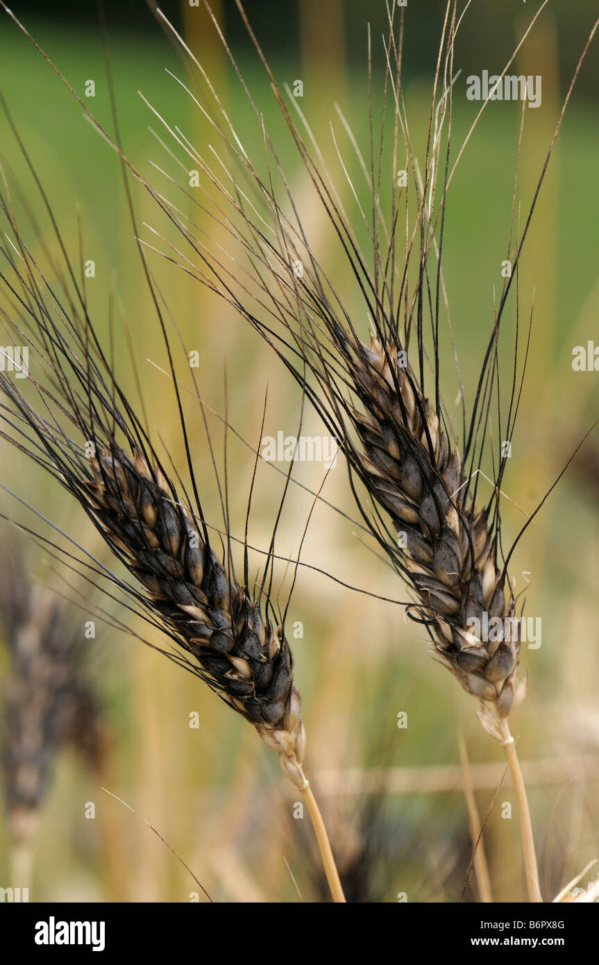 Rivet Wheat (Triticum turgidum), ears Stock Photo Alamy