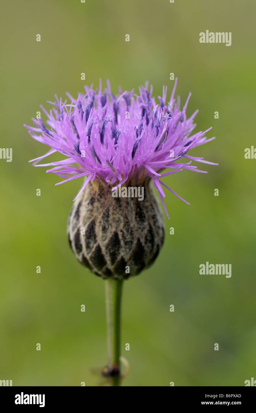 Dyers Plumeless Saw Wort, Saw Wort (Serratula tinctoria), flower Stock Photo