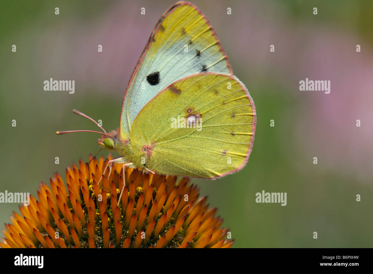 Pale Clouded Yellow (Colias hyale) on coneflower Stock Photo