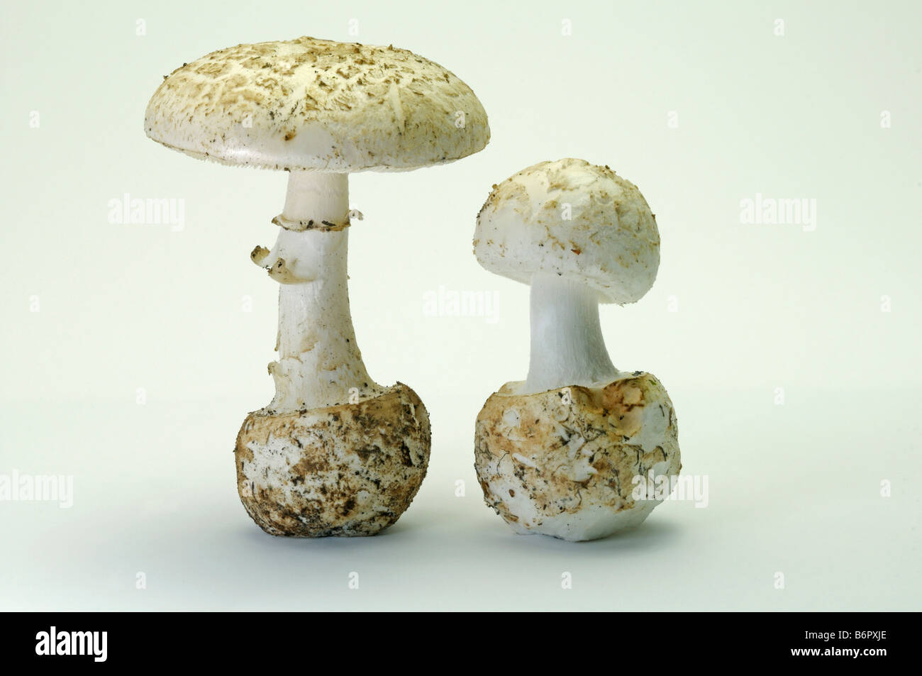 False Death Cap, Citron Amanita (Amanita citrina var. alba), young and older fungus, studio picture Stock Photo
