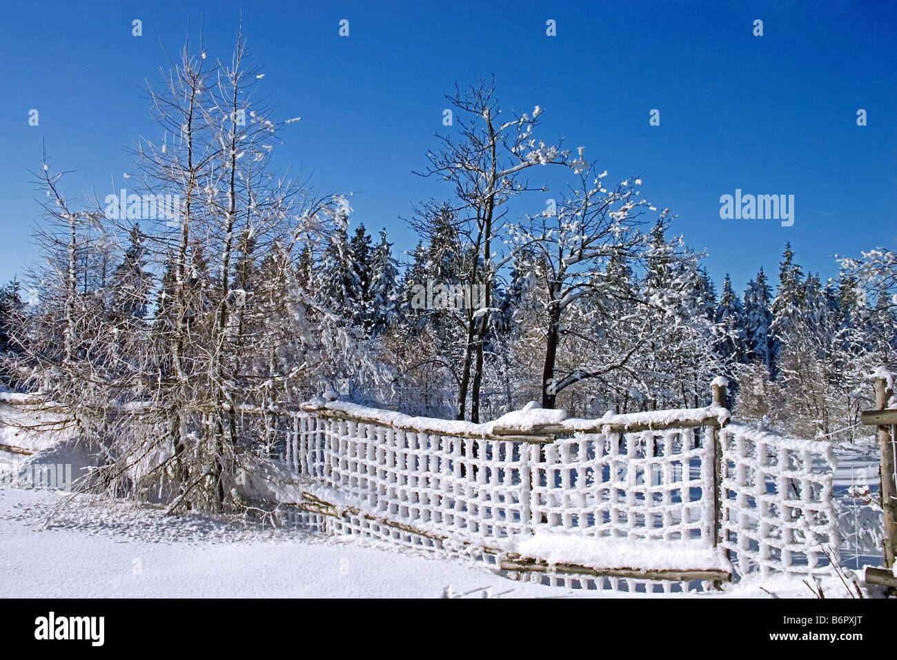 fence in snow forest Stock Photo - Alamy