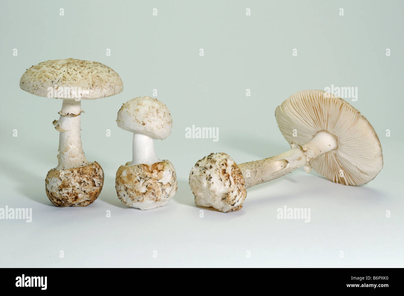 False Death Cap, Citron Amanita (Amanita citrina var. alba), fungi of different age, studio picture Stock Photo