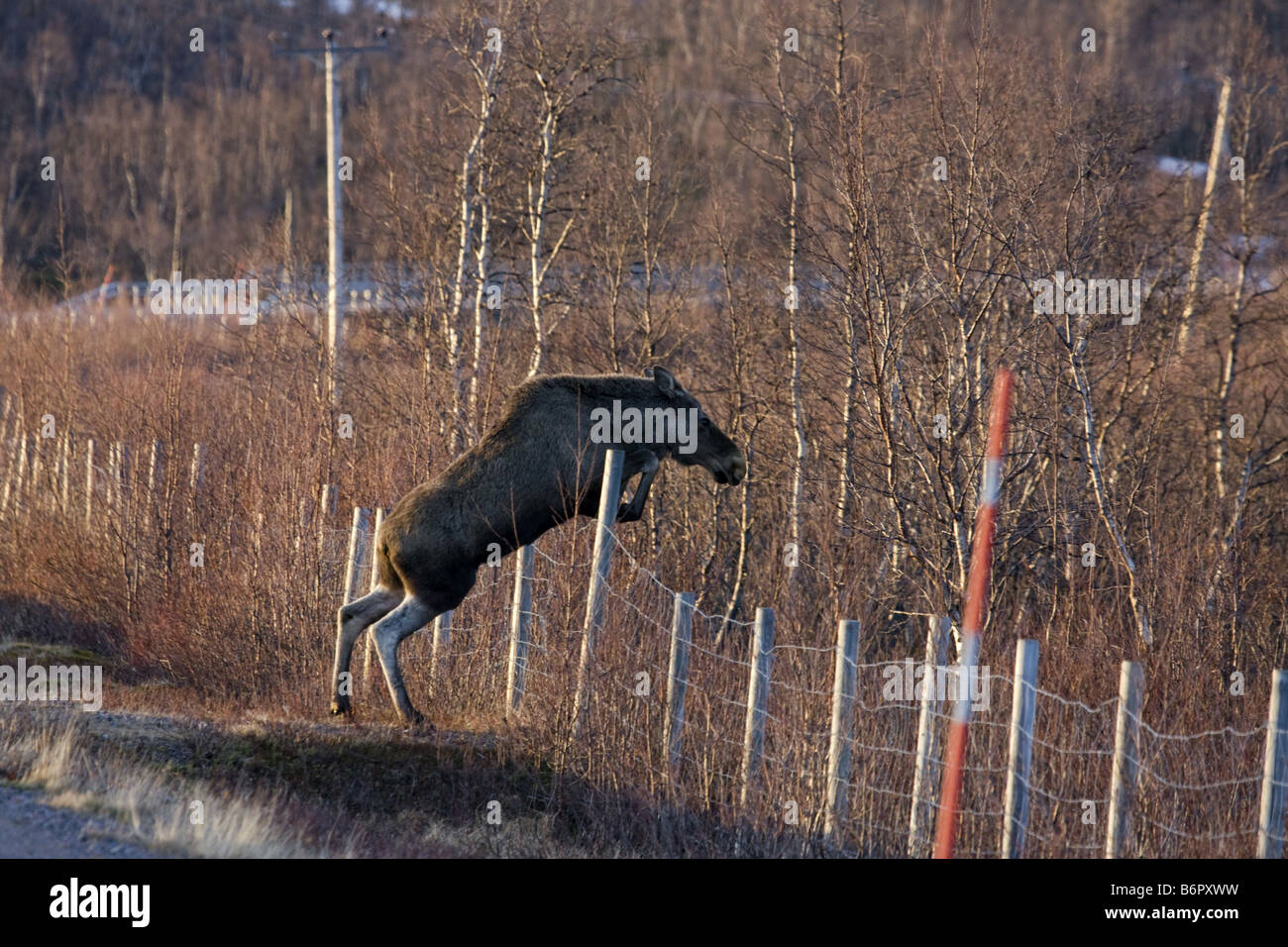 moose, elk (Alces alces), jumping over a fence, Sweden, Lapland Stock Photo