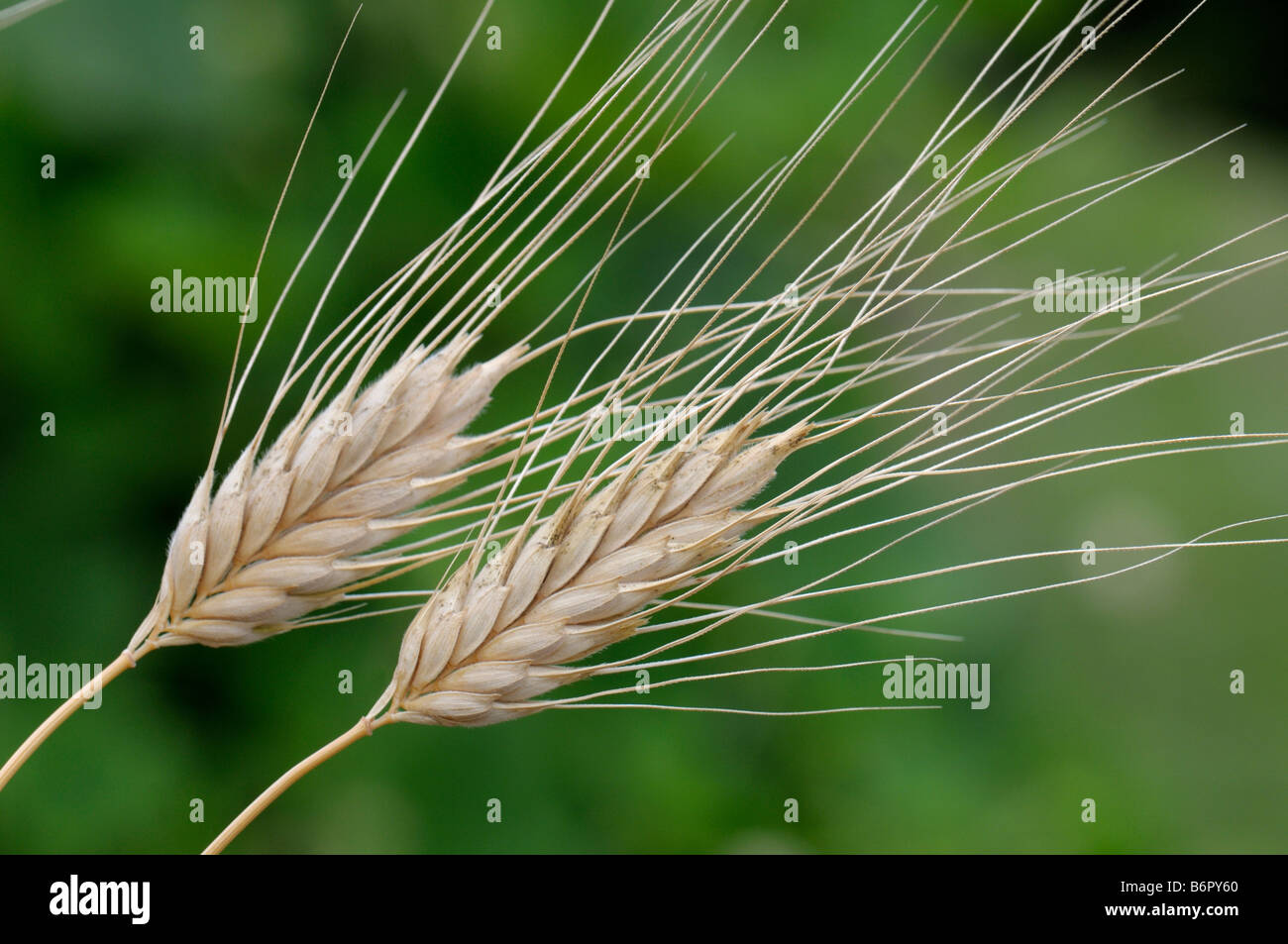 Timopheevs Wheat (Triticum timopheevii), ears Stock Photo