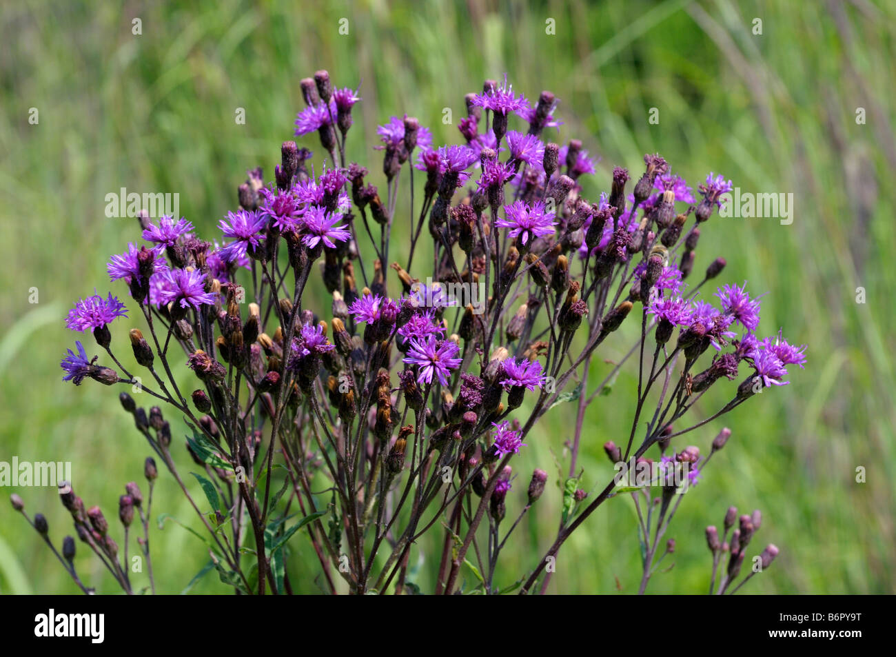 Giant Ironweed (Vernonia arkansana), flowering Stock Photo