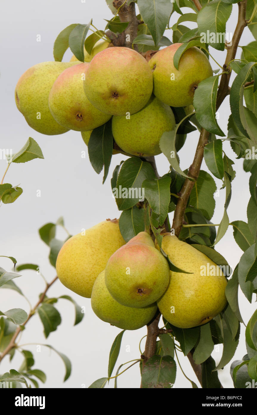 Common Pear (Pyrus communis), variety: Schoene Helene, fruit on tree Stock Photo