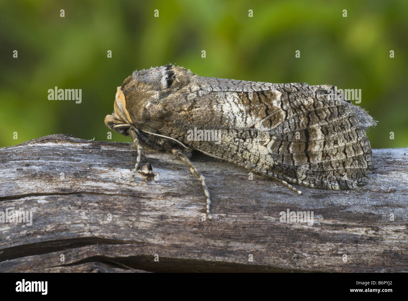 goat moth (Cossus cossus), imago on dead wood, Germany, Saarland Stock Photo