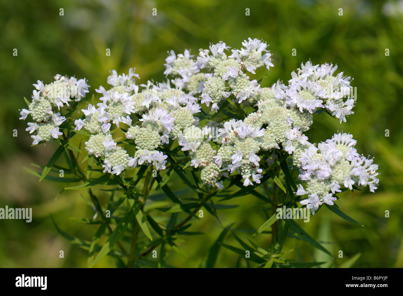 Virginia Mountain Mint (Pycnanthemum virginianum), flowering Stock Photo