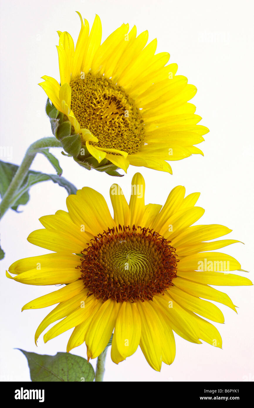 Sunflowers Helianthus annuus Stock Photo